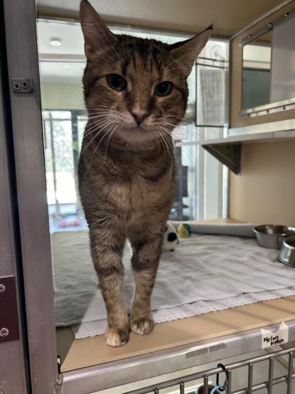Olive, Adoptable, Adult Female Domestic Short Hair & Domestic Short Hair.