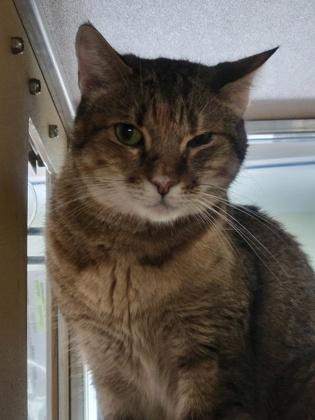 Enlarge Olive, a Adoptable Domestic Short Hair in Leander, TX image 2/3
