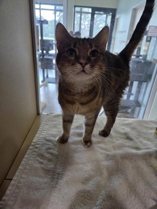 Enlarge Olive, a Adoptable Domestic Short Hair in Leander, TX image 3/3