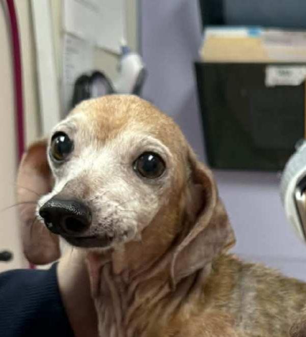 Chuck (bonded with Hank), ADOPTABLE, Senior Male Dachshund.