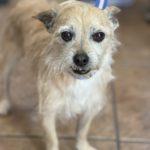 Canelo, adopted, Adult Male Terrier.