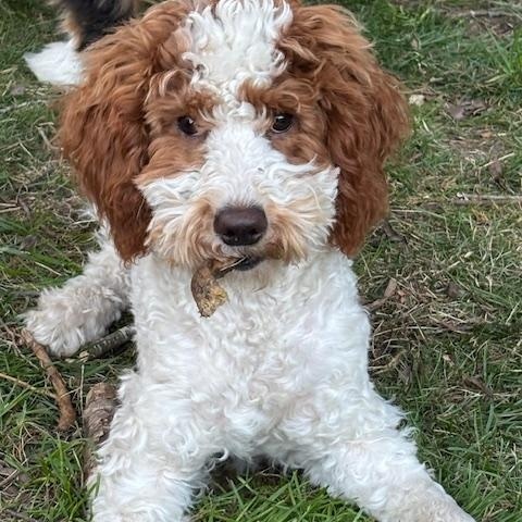 Enlarge Doug, a ADOPTABLE Miniature Poodle in Port Elizabeth, NJ image 1/3