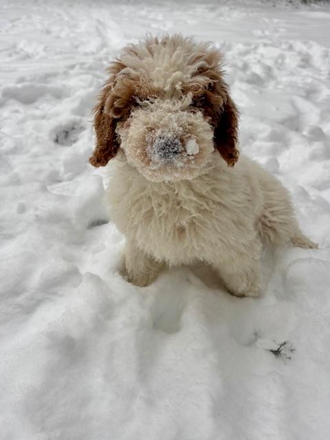 Enlarge Doug, a ADOPTABLE Miniature Poodle in Port Elizabeth, NJ image 2/3