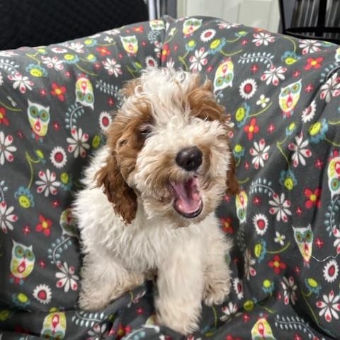 Enlarge Doug, a ADOPTABLE Miniature Poodle in Port Elizabeth, NJ image 3/3