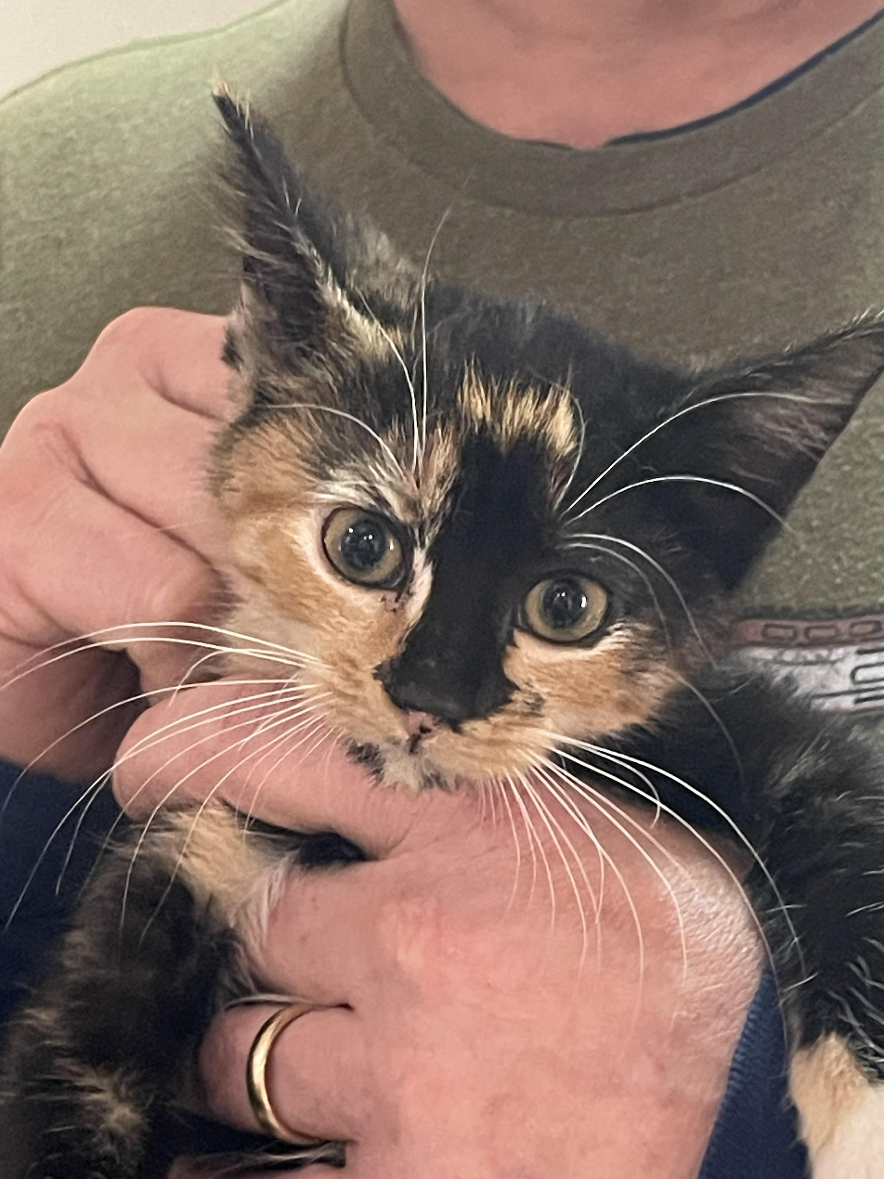 Cali, adopted, Kitten Female Domestic Short Hair.