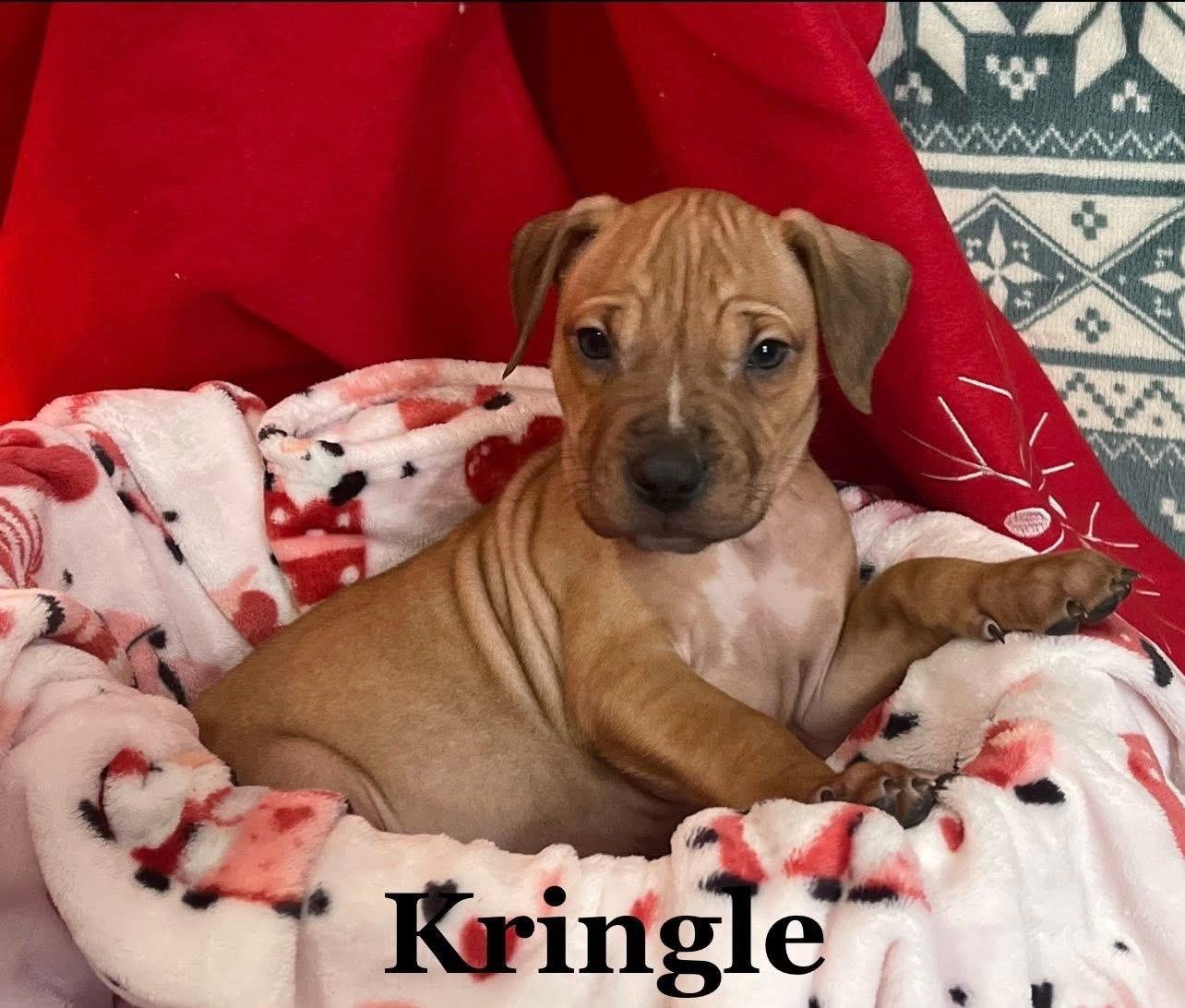 Enlarge Kringle, a Adoptable Mixed Breed in Iron River, MI image 1/1