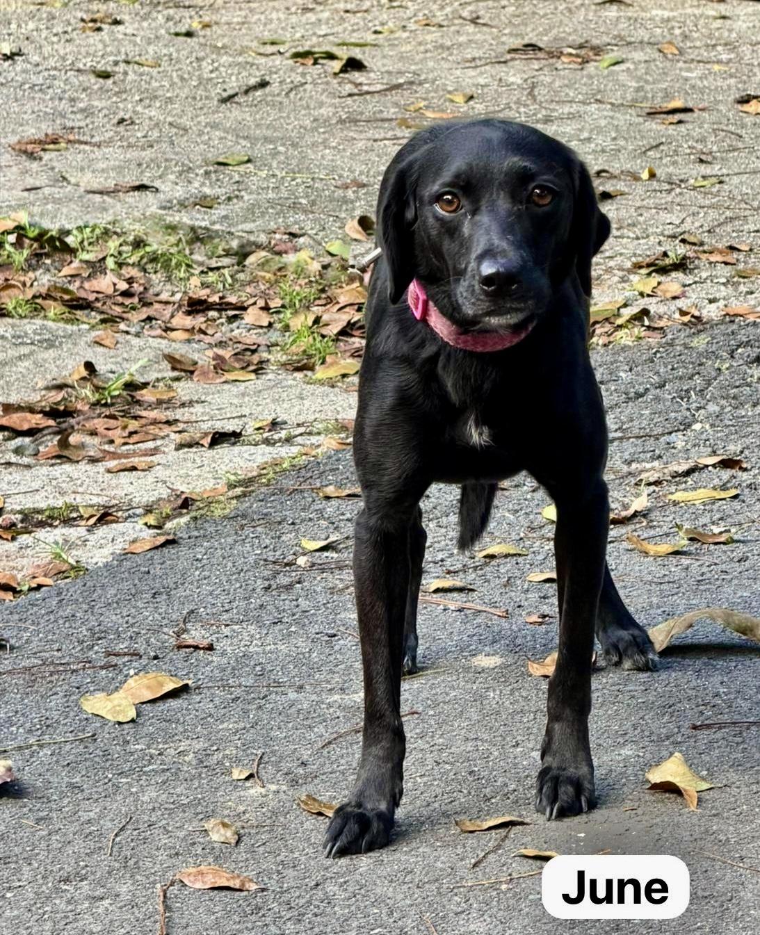 June, a Adoptable mixed breed in Punta Santiago, PR image 3/5