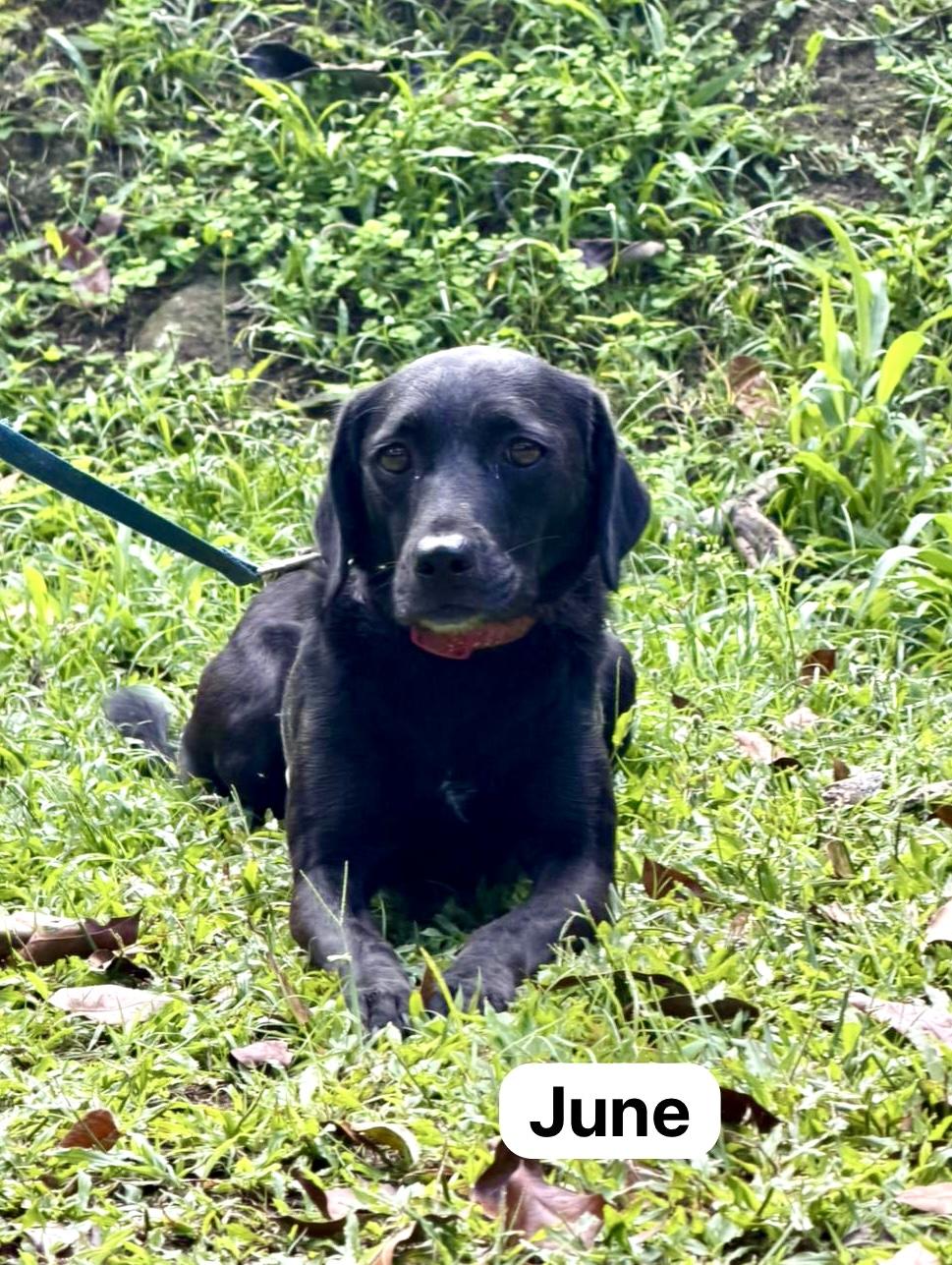 June, a Adoptable mixed breed in Punta Santiago, PR image 2/5