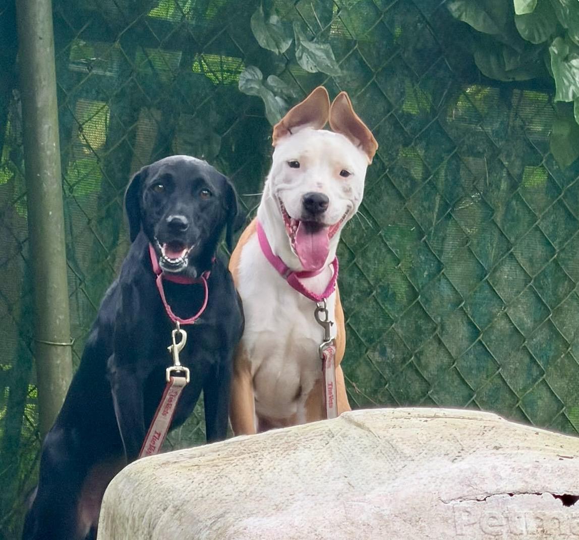 June, a Adoptable mixed breed in Punta Santiago, PR image 5/5