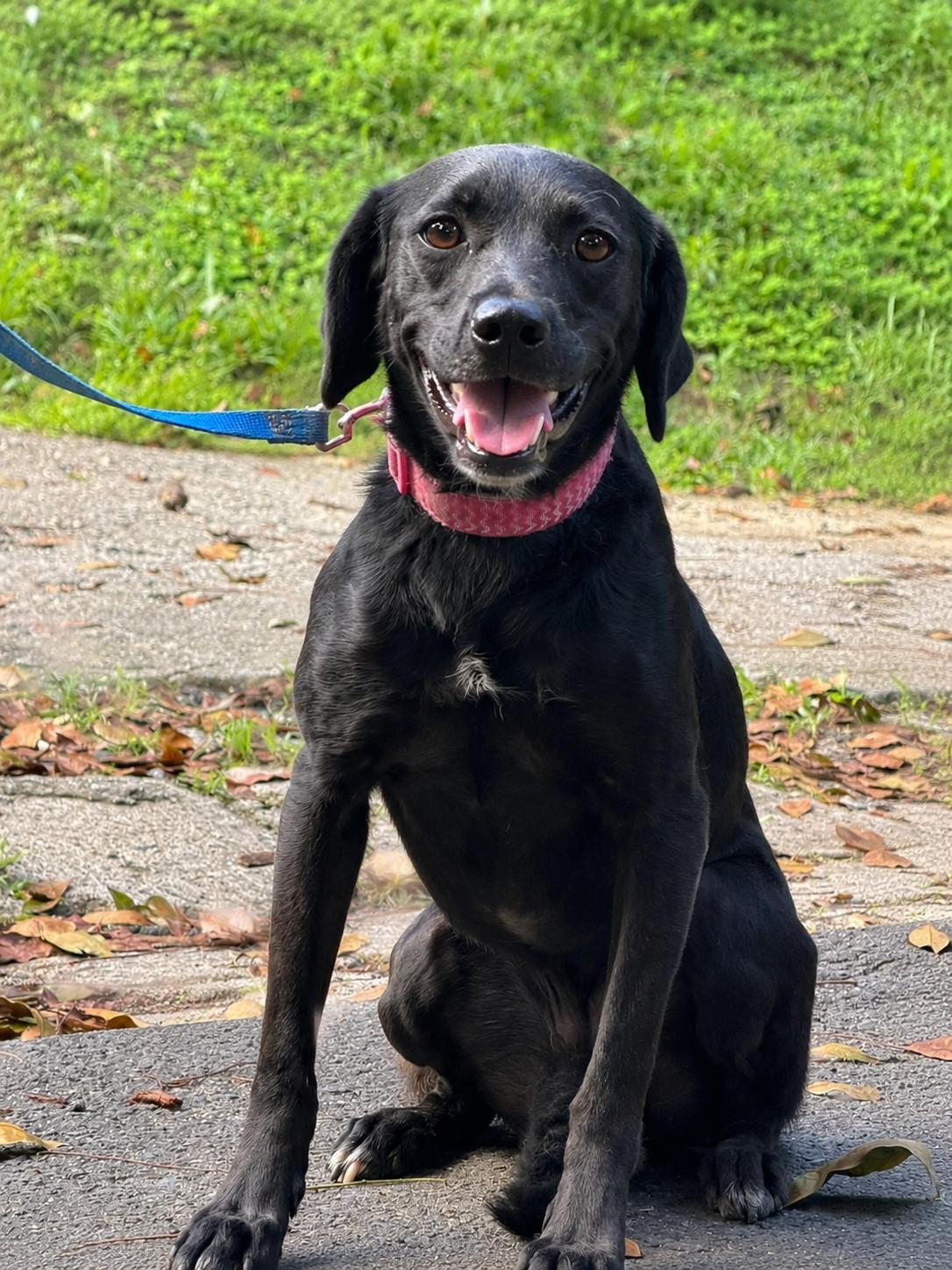 June, a Adoptable mixed breed in Punta Santiago, PR image 4/5