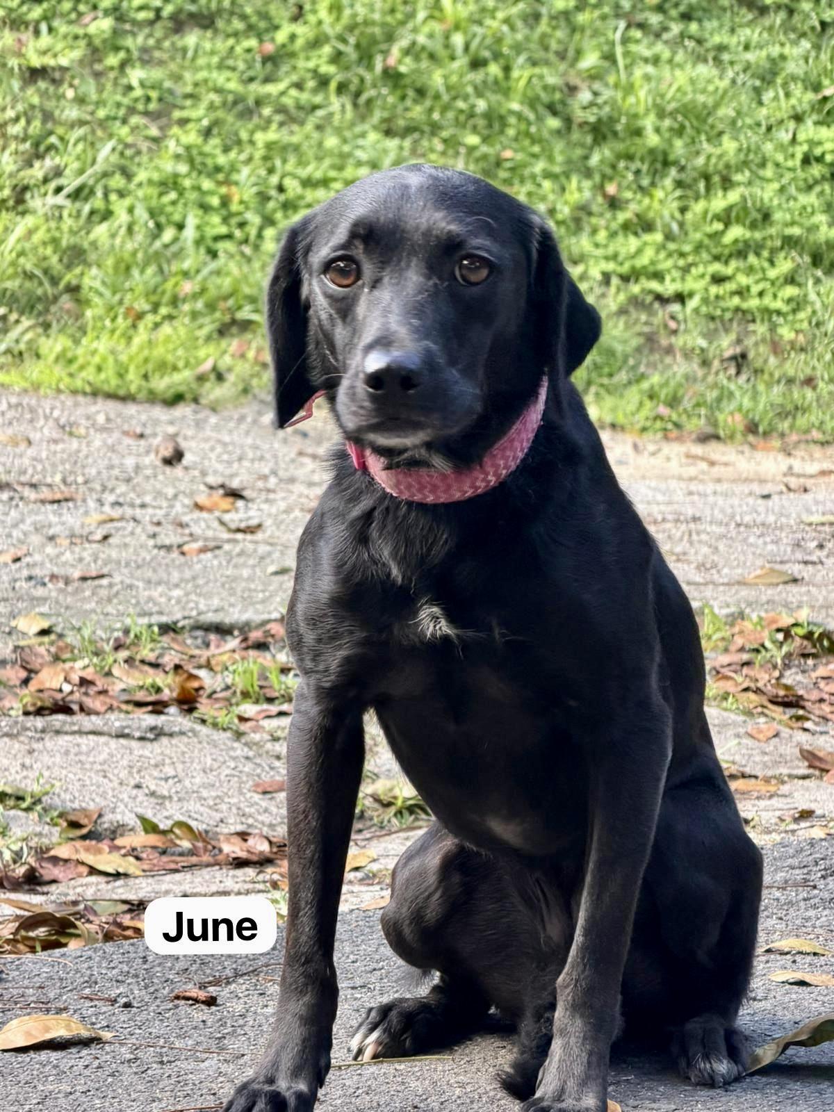 June, a Adoptable mixed breed in Punta Santiago, PR image 1/5