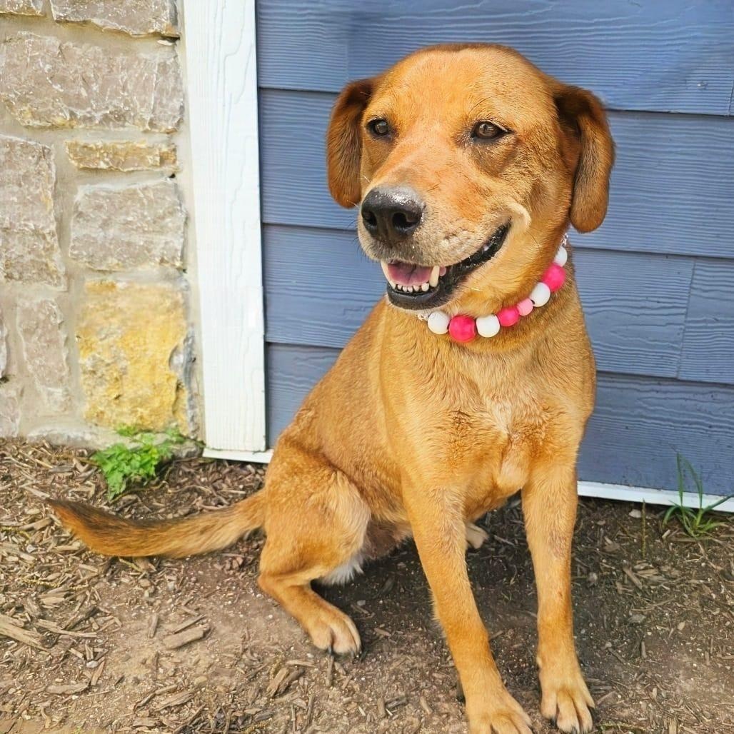 Zelda, adoptable, Adult Female Golden Retriever.