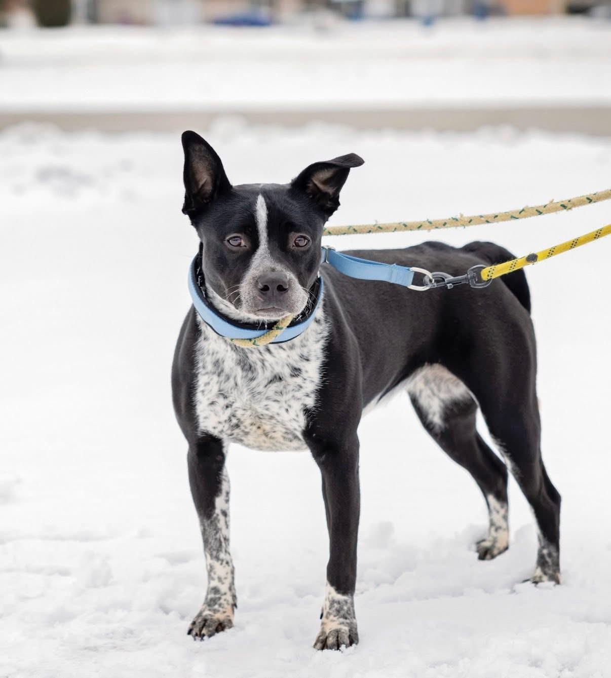 Enlarge CookieDough, a Adoptable mixed breed in Steger, IL image 5/6