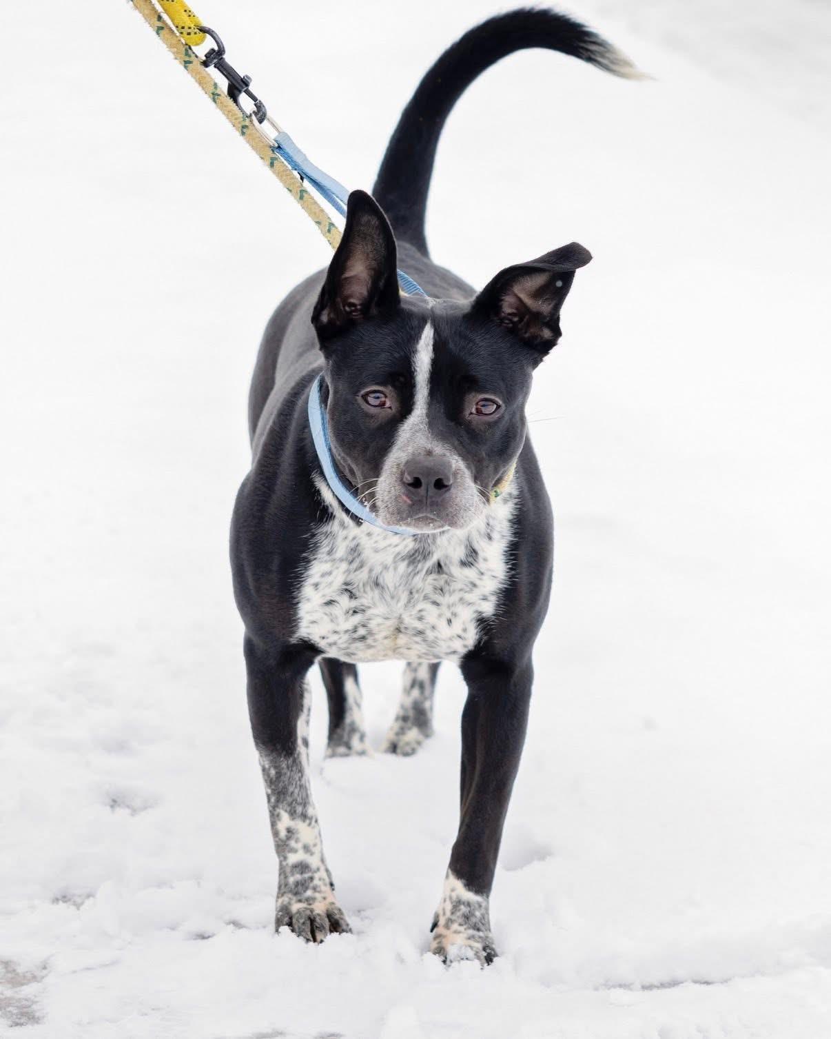 Enlarge CookieDough, a Adoptable mixed breed in Steger, IL image 3/6