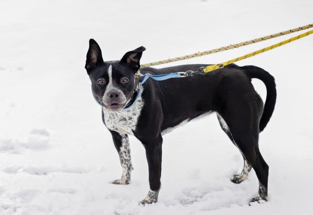 Enlarge CookieDough, a Adoptable mixed breed in Steger, IL image 4/6