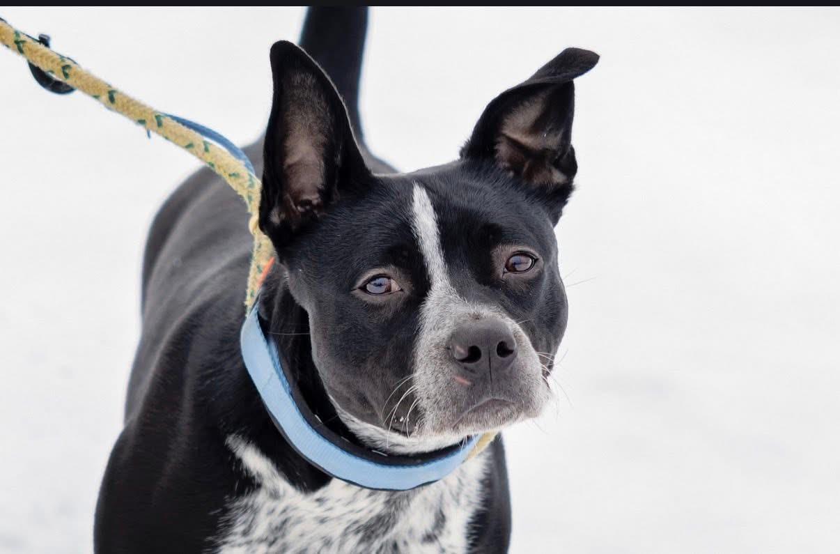 Enlarge CookieDough, a Adoptable mixed breed in Steger, IL image 6/6