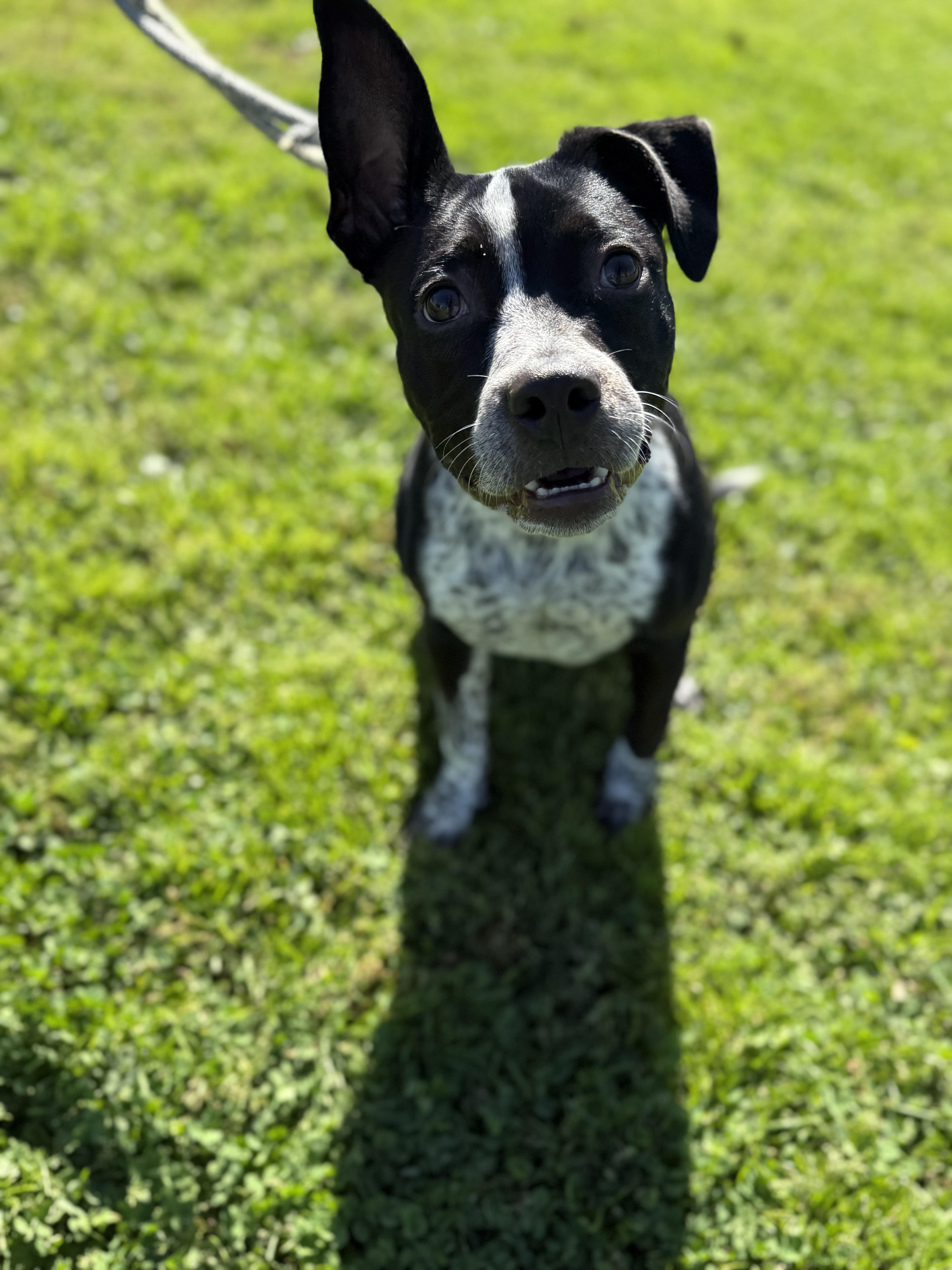 CookieDough, a Adoptable mixed breed in Steger, IL image 1/6