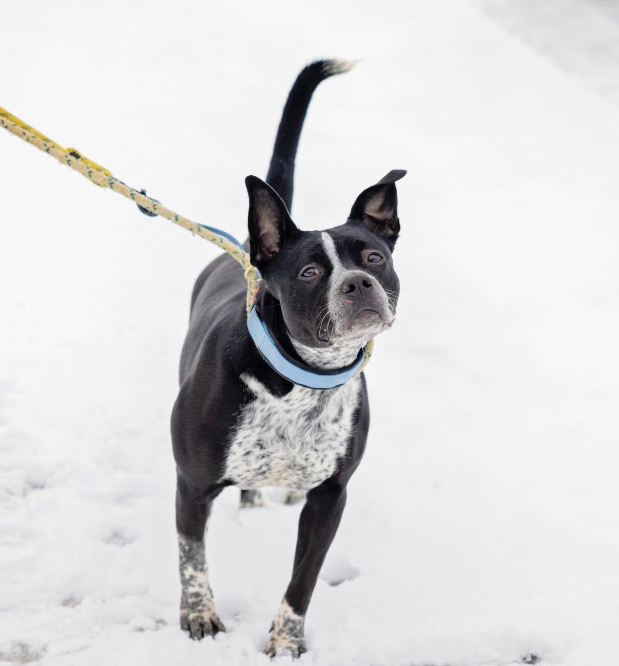 Enlarge CookieDough, a Adoptable mixed breed in Steger, IL image 1/6