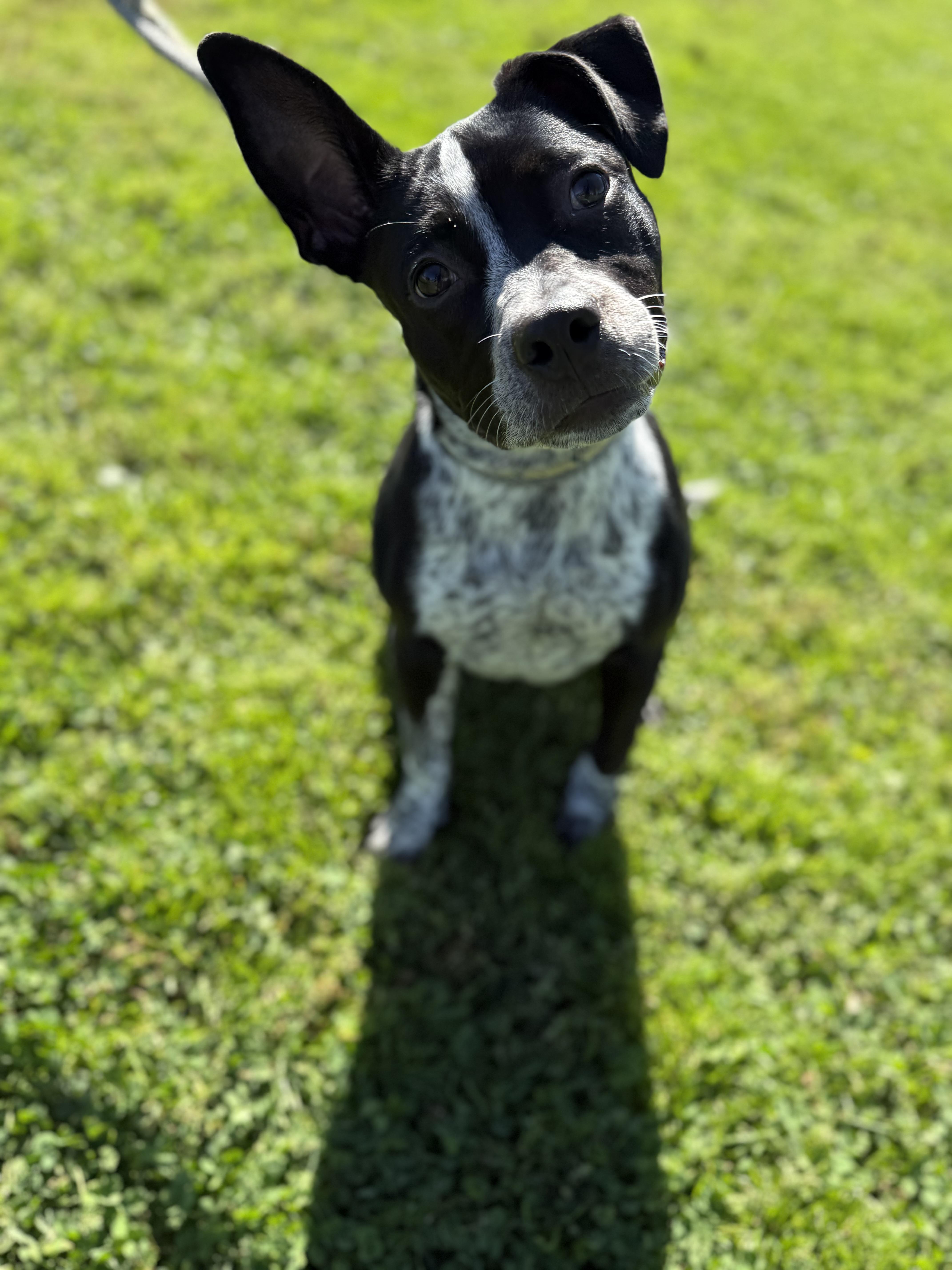 CookieDough, a Adoptable mixed breed in Steger, IL image 2/6