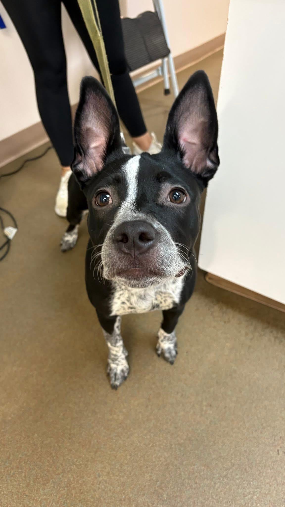 CookieDough, a Adoptable mixed breed in Steger, IL image 3/6