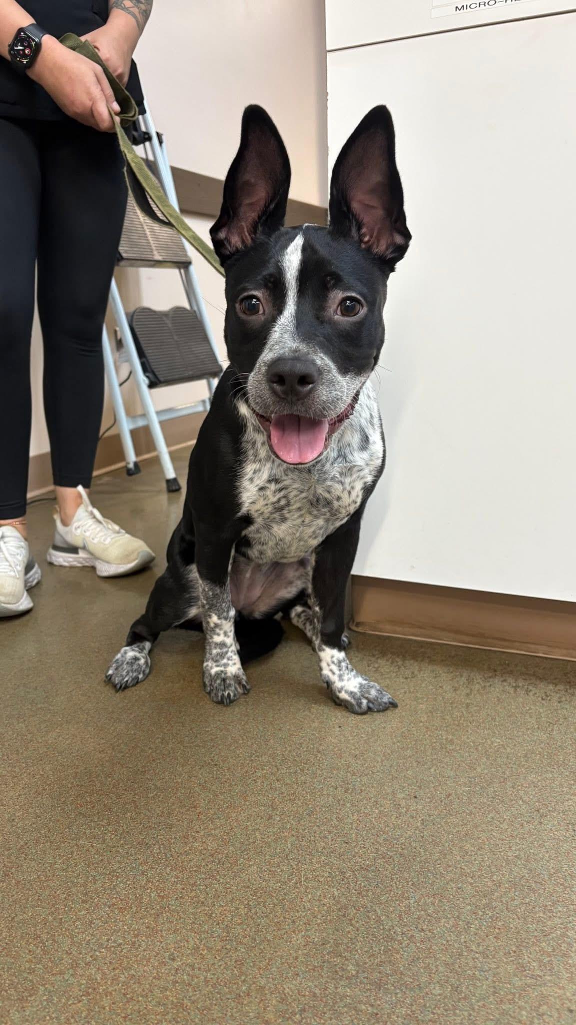 CookieDough, a Adoptable mixed breed in Steger, IL image 4/6