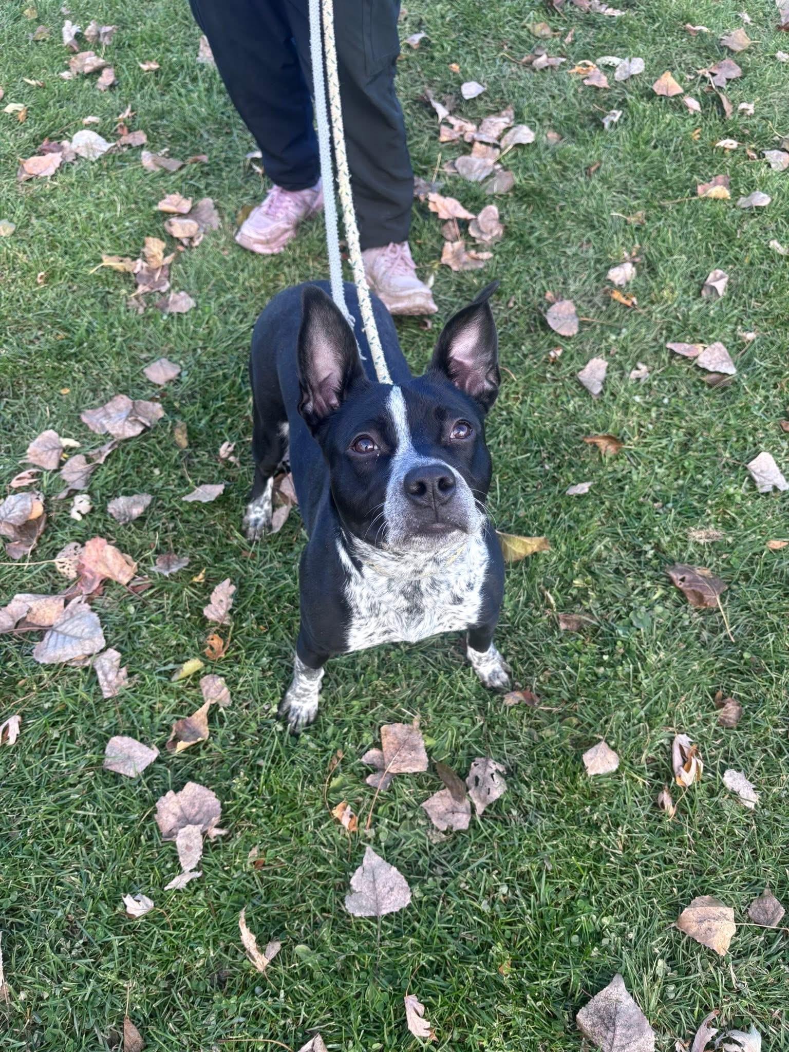CookieDough, a Adoptable mixed breed in Steger, IL image 5/6
