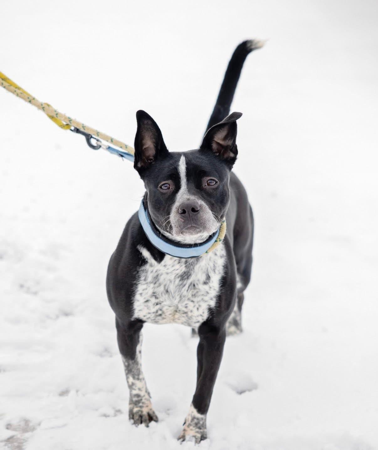 Enlarge CookieDough, a Adoptable mixed breed in Steger, IL image 2/6
