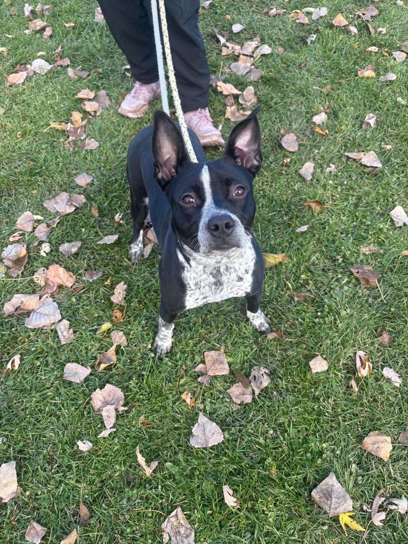 CookieDough, a Adoptable mixed breed in Steger, IL image 6/6