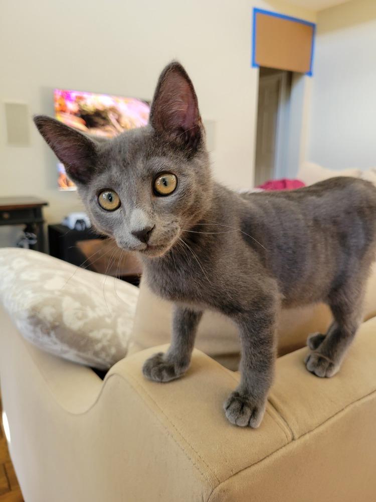 Loomis — thumbnail 2