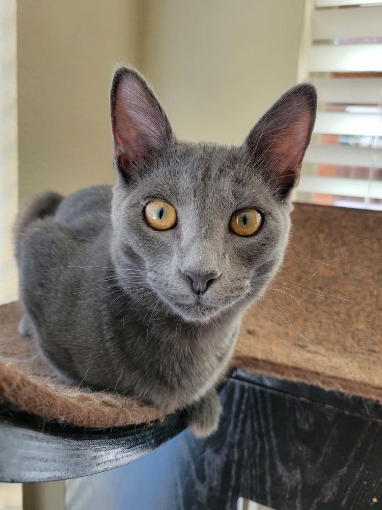 Loomis — thumbnail 3