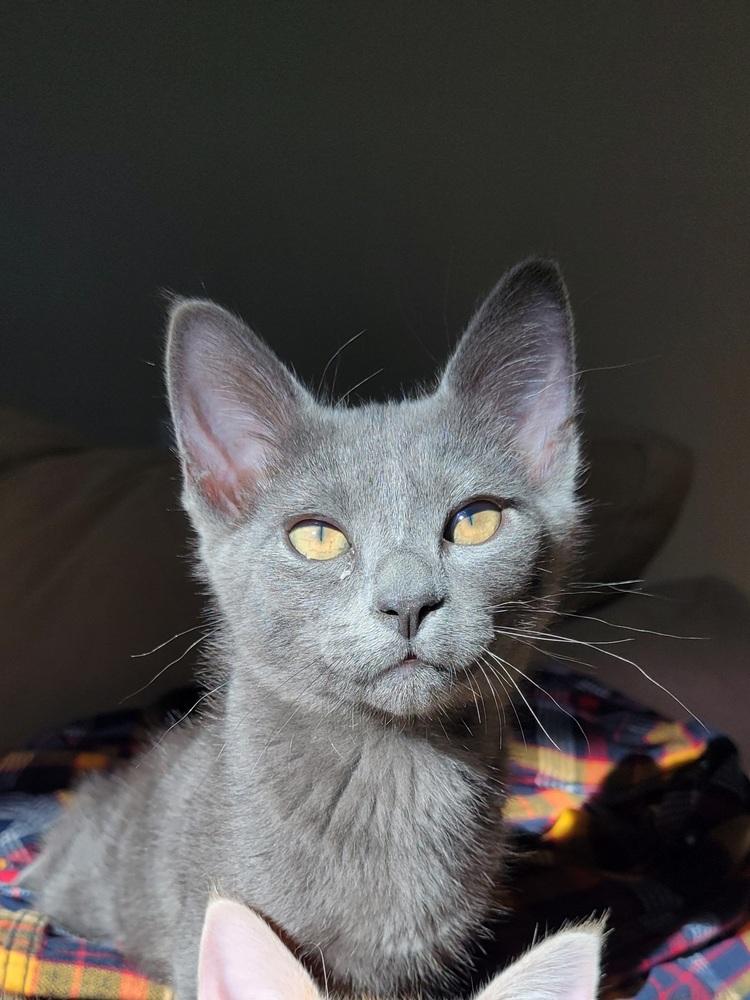 Loomis — thumbnail 4