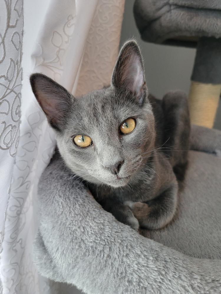 Loomis — thumbnail 5