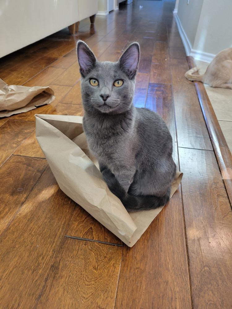 Loomis — thumbnail 6