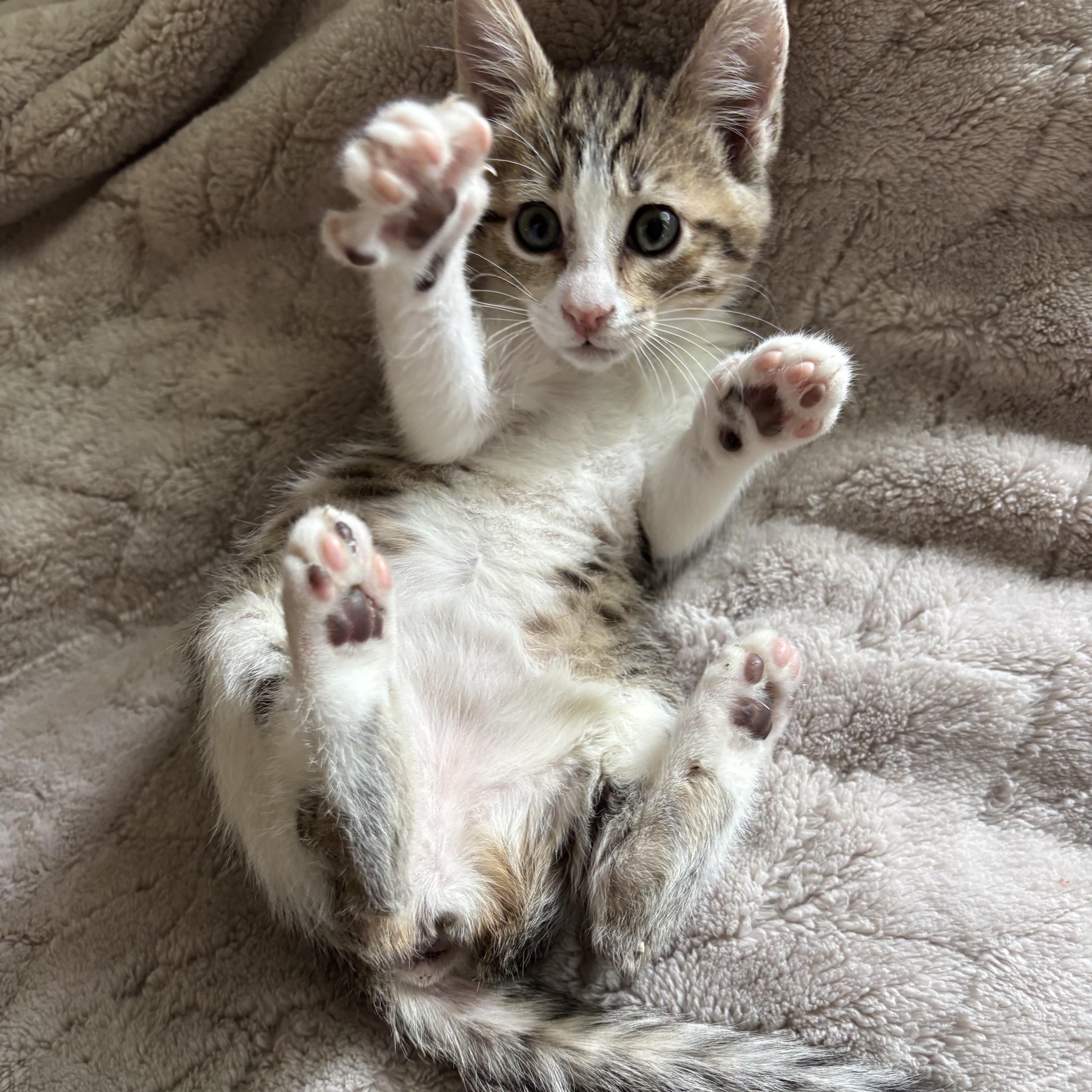 Enlarge Juniper, an adopted Domestic Short Hair in Monroe, WA image 3/6