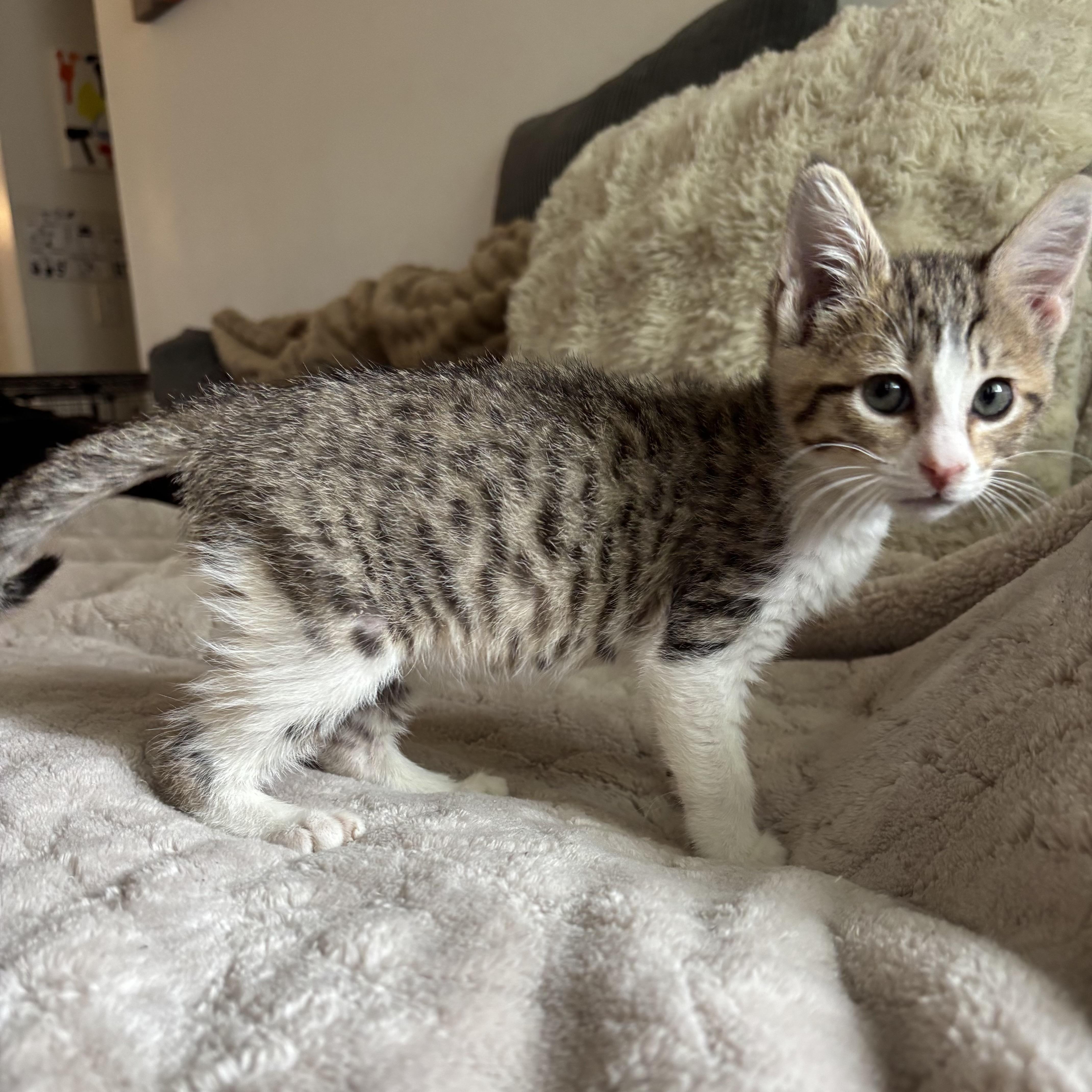 Enlarge Juniper, an adopted Domestic Short Hair in Monroe, WA image 2/6