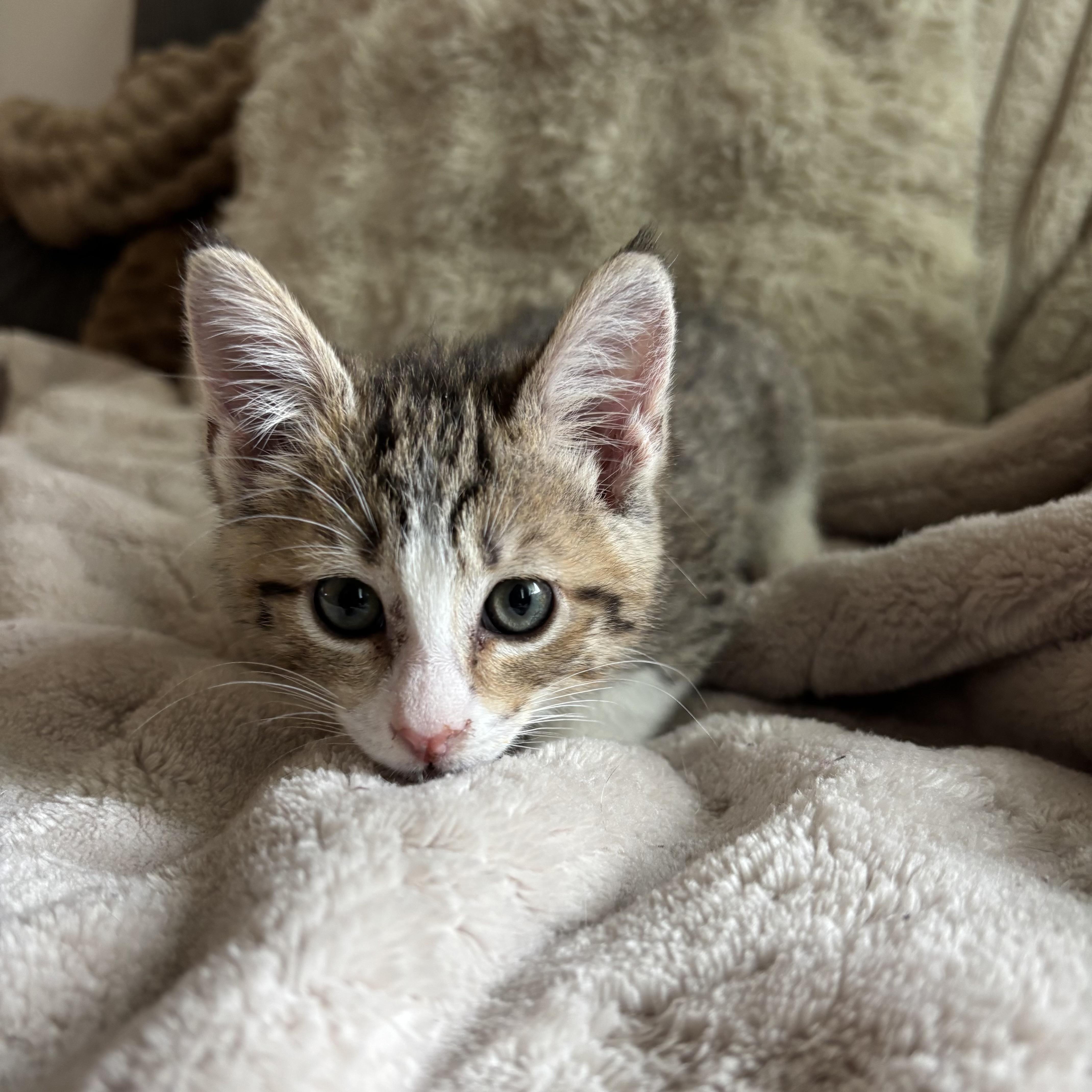 Enlarge Juniper, an adopted Domestic Short Hair in Monroe, WA image 6/6