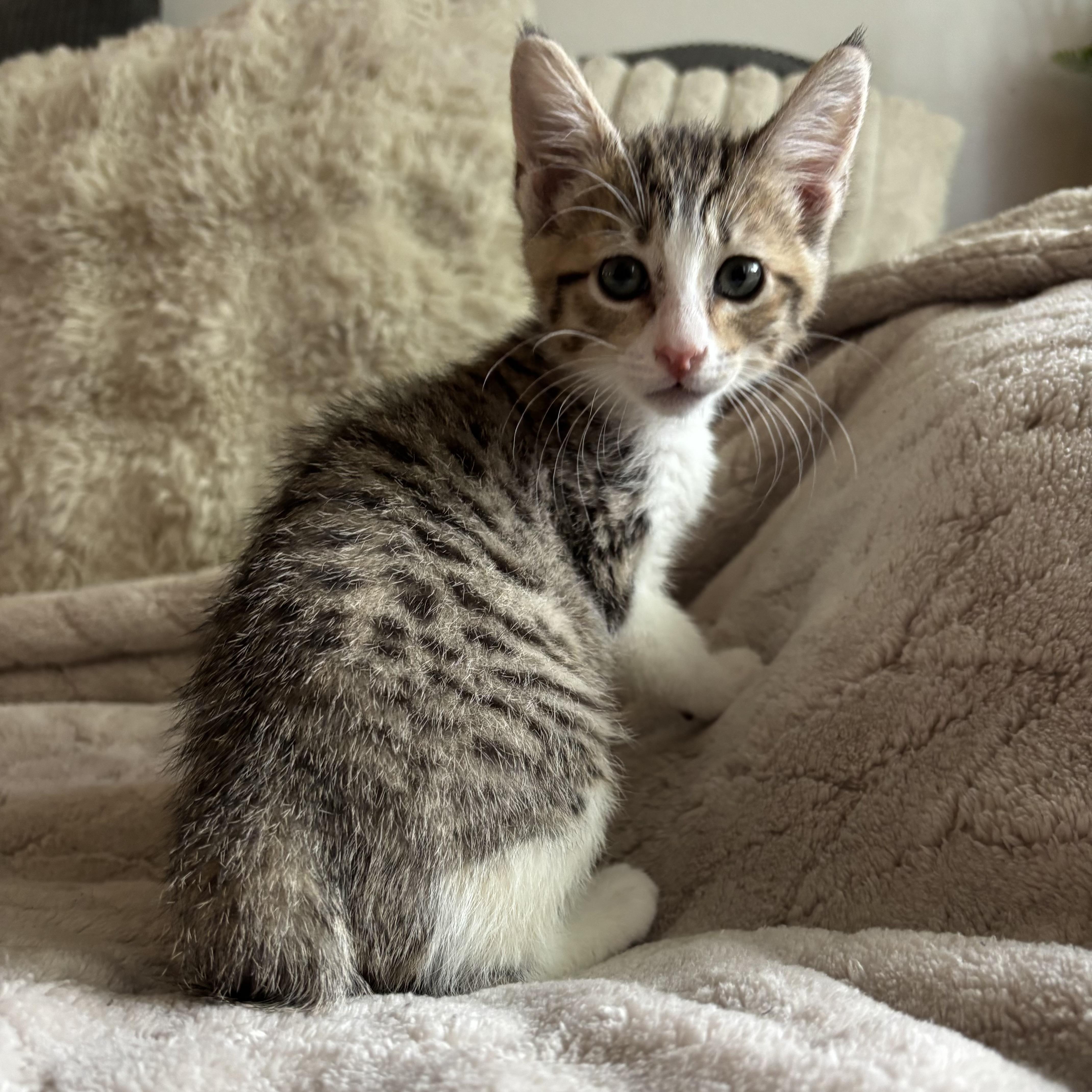 Enlarge Juniper, an adopted Domestic Short Hair in Monroe, WA image 5/6