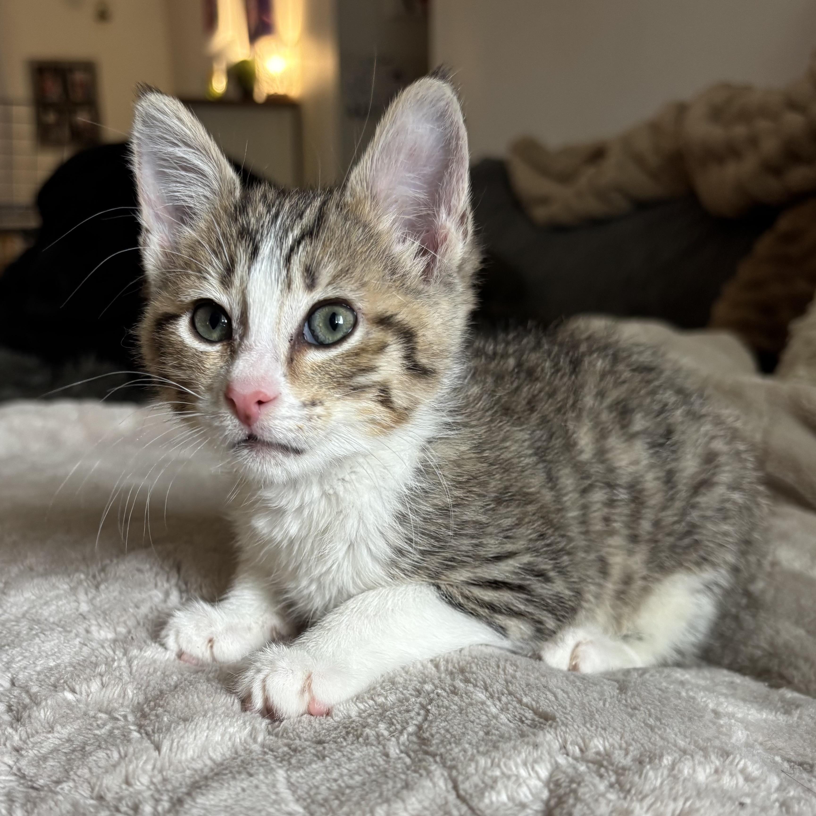 Enlarge Juniper, an adopted Domestic Short Hair in Monroe, WA image 4/6