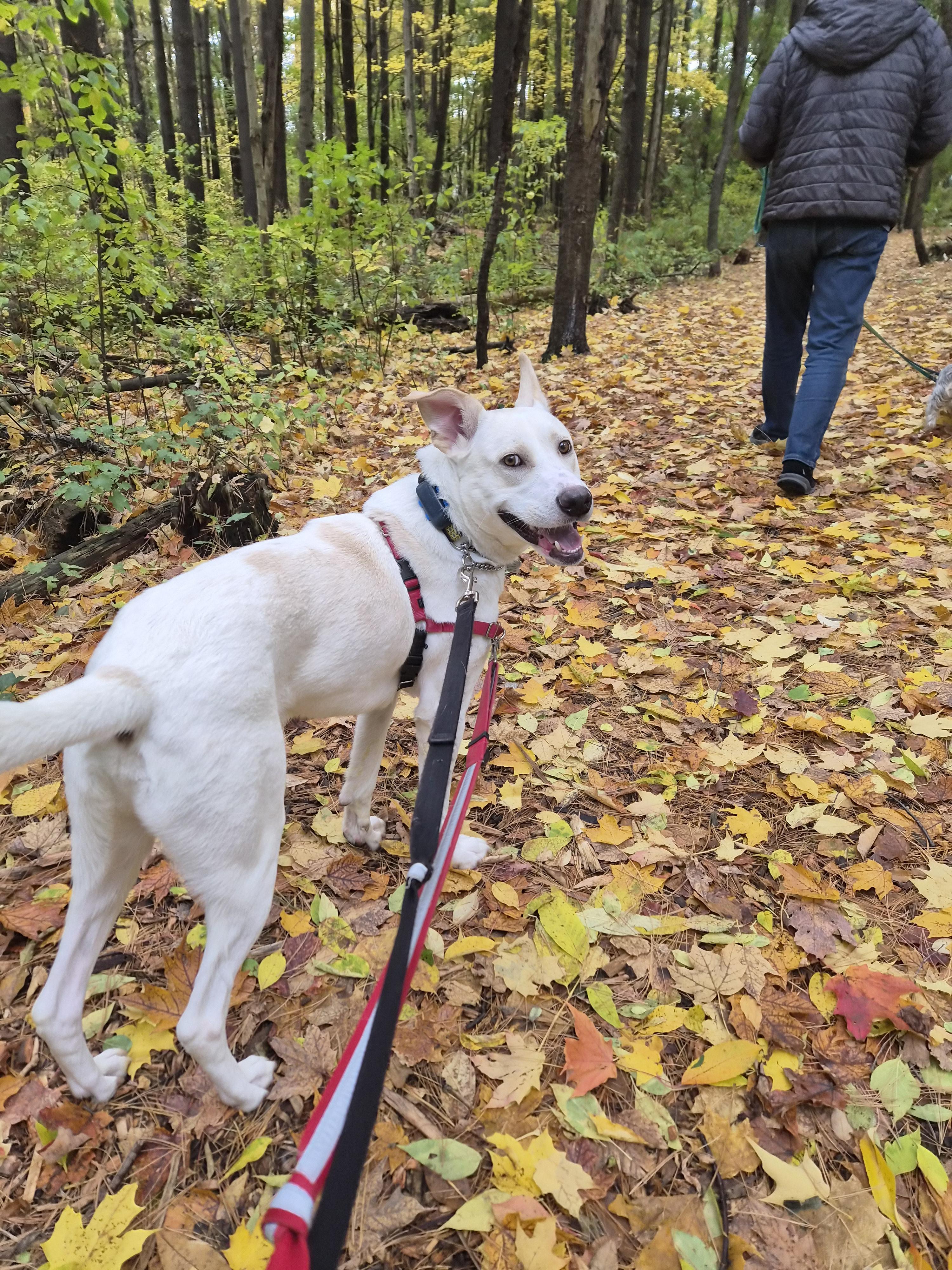 Enlarge Major, a Adoptable mixed breed in London, ON image 5/6