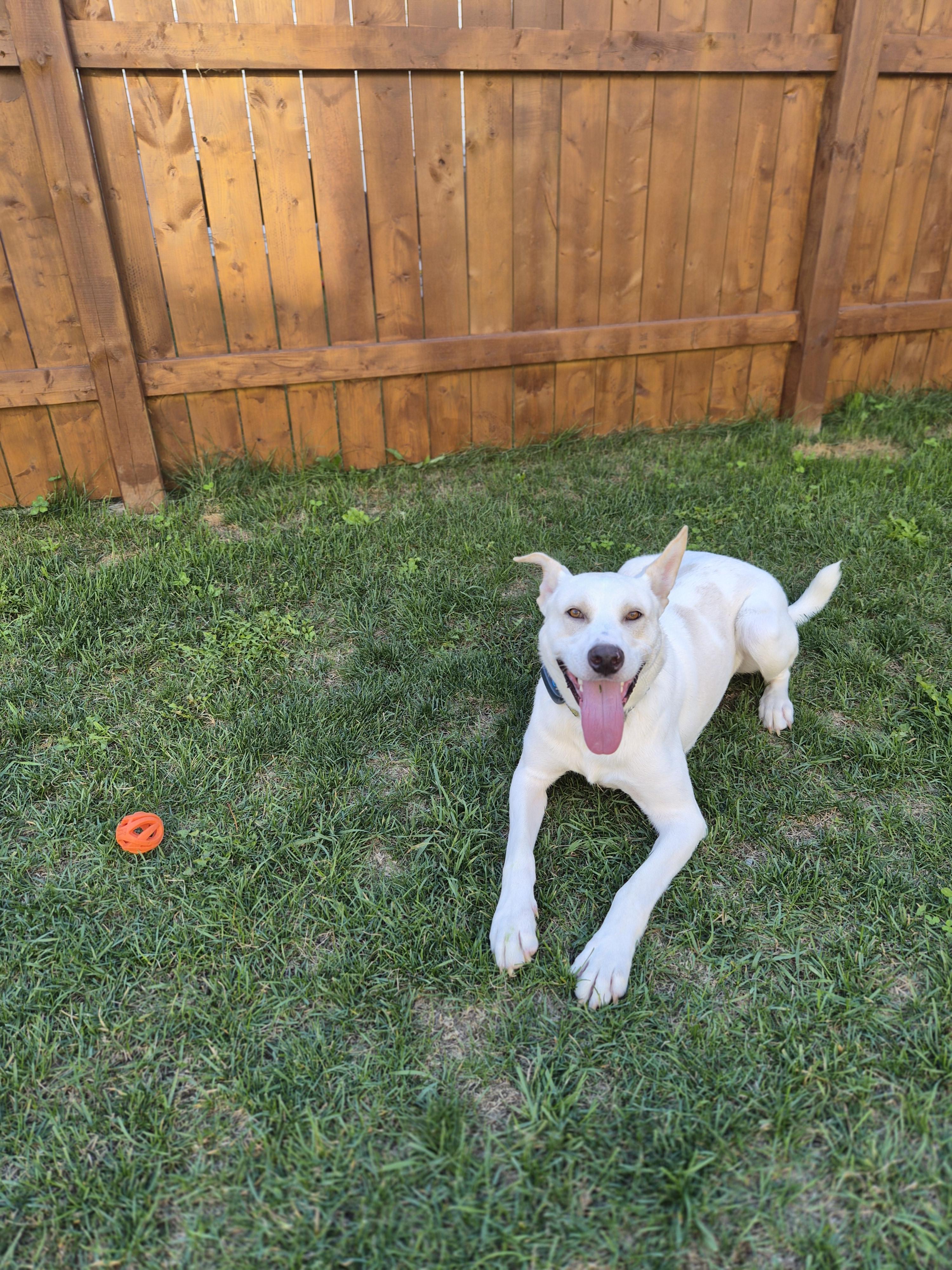 Major, Adoptable, Young Male Mixed Breed.