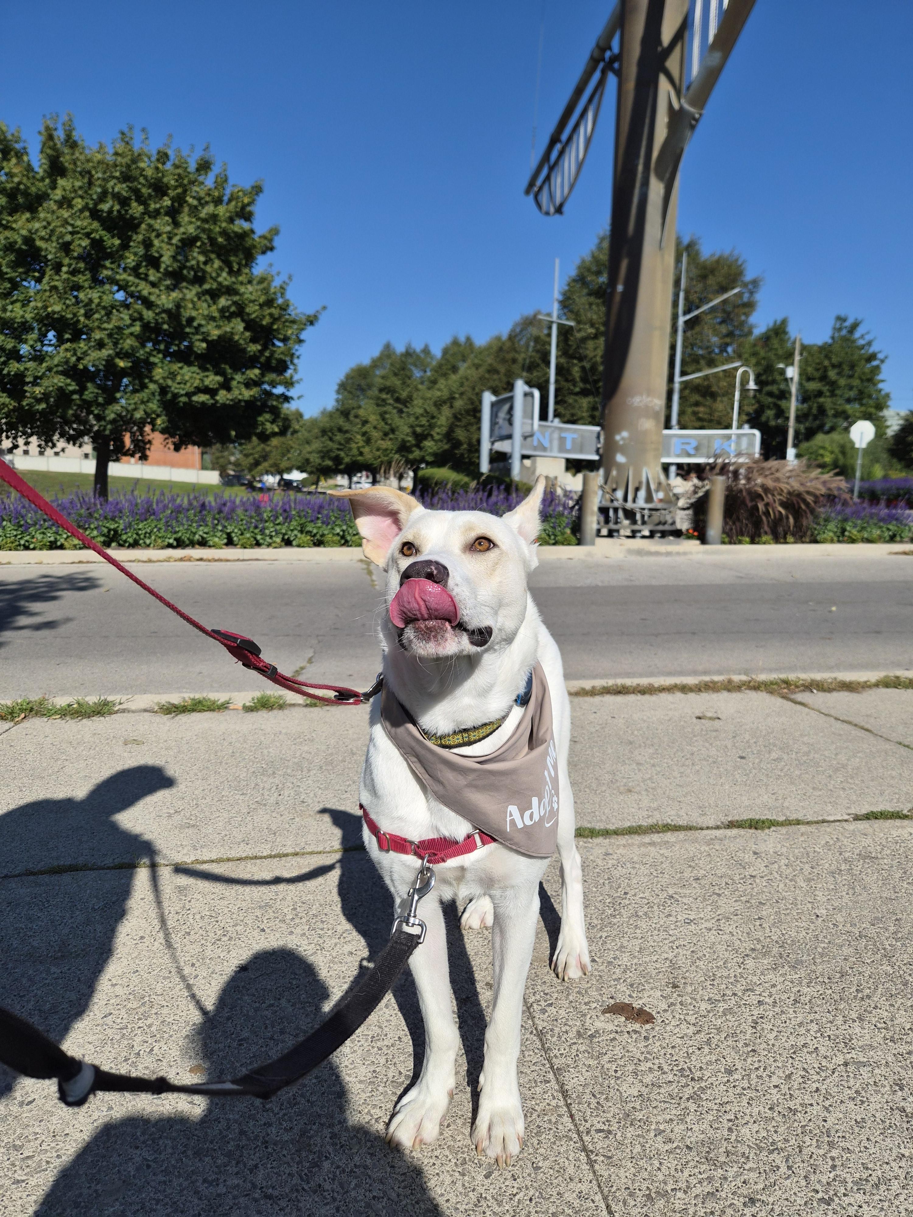 Enlarge Major, a Adoptable mixed breed in London, ON image 2/6