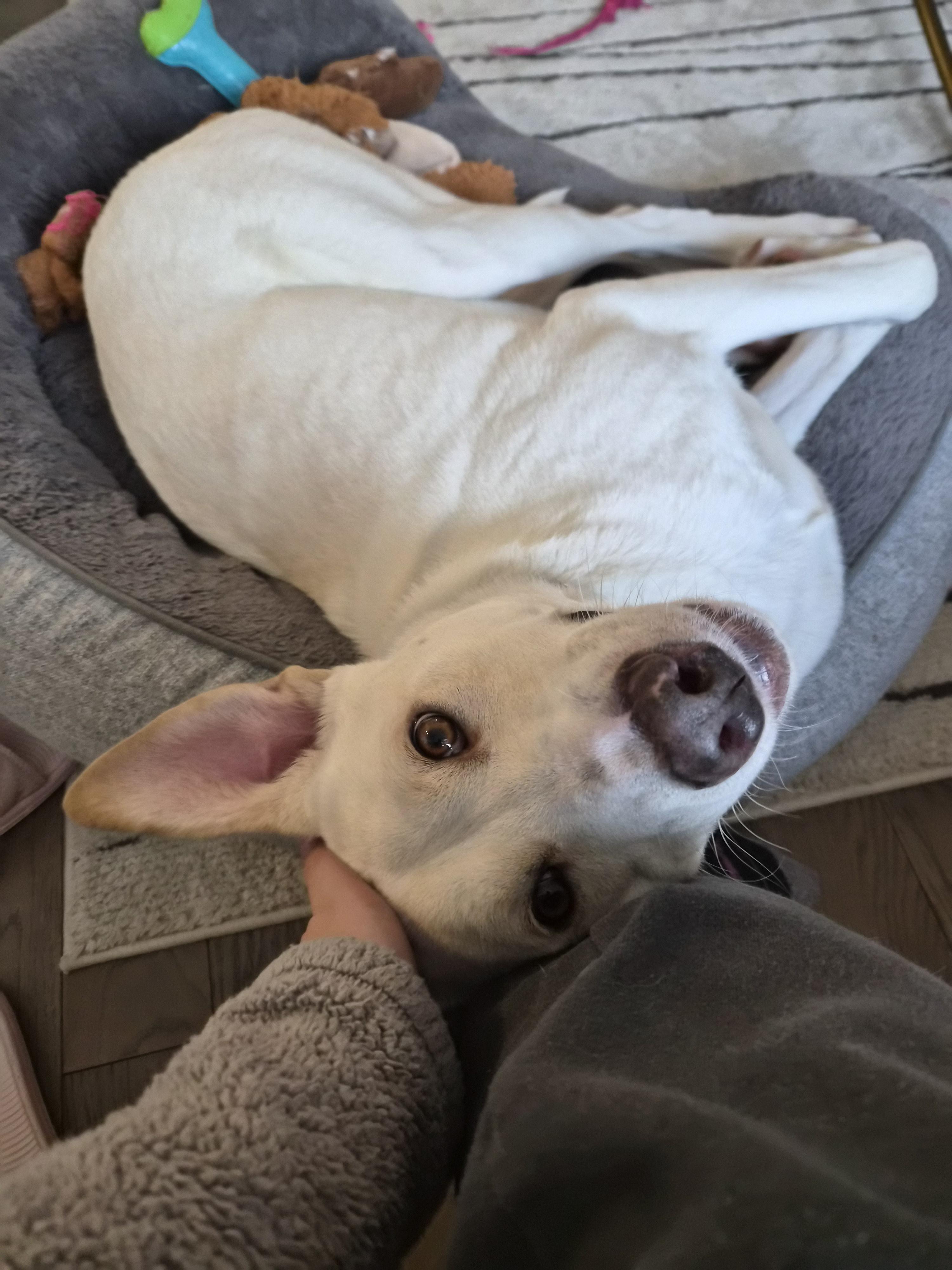 Major, Adoptable, Young Male Mixed Breed.