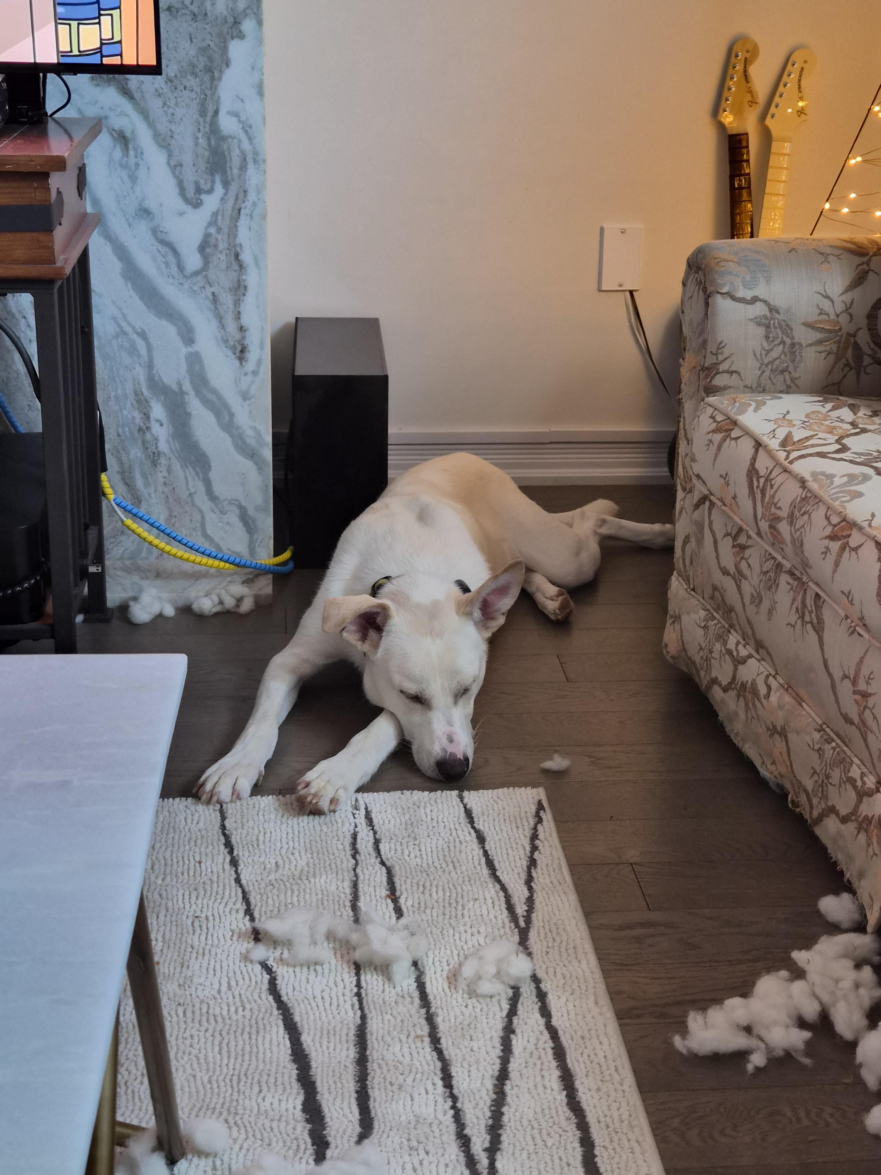 Enlarge Major, a Adoptable mixed breed in London, ON image 3/6