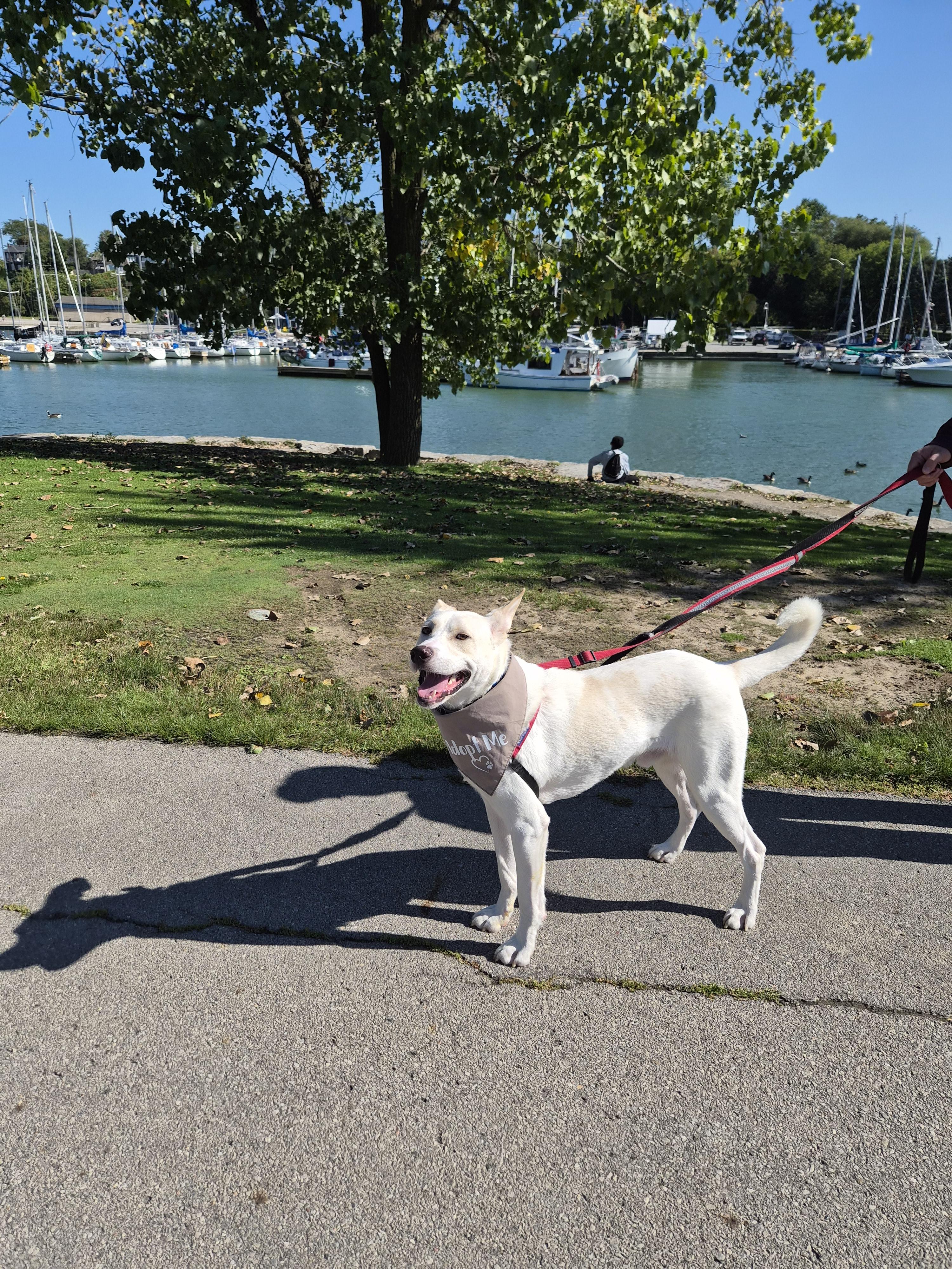 Enlarge Major, a Adoptable mixed breed in London, ON image 4/6