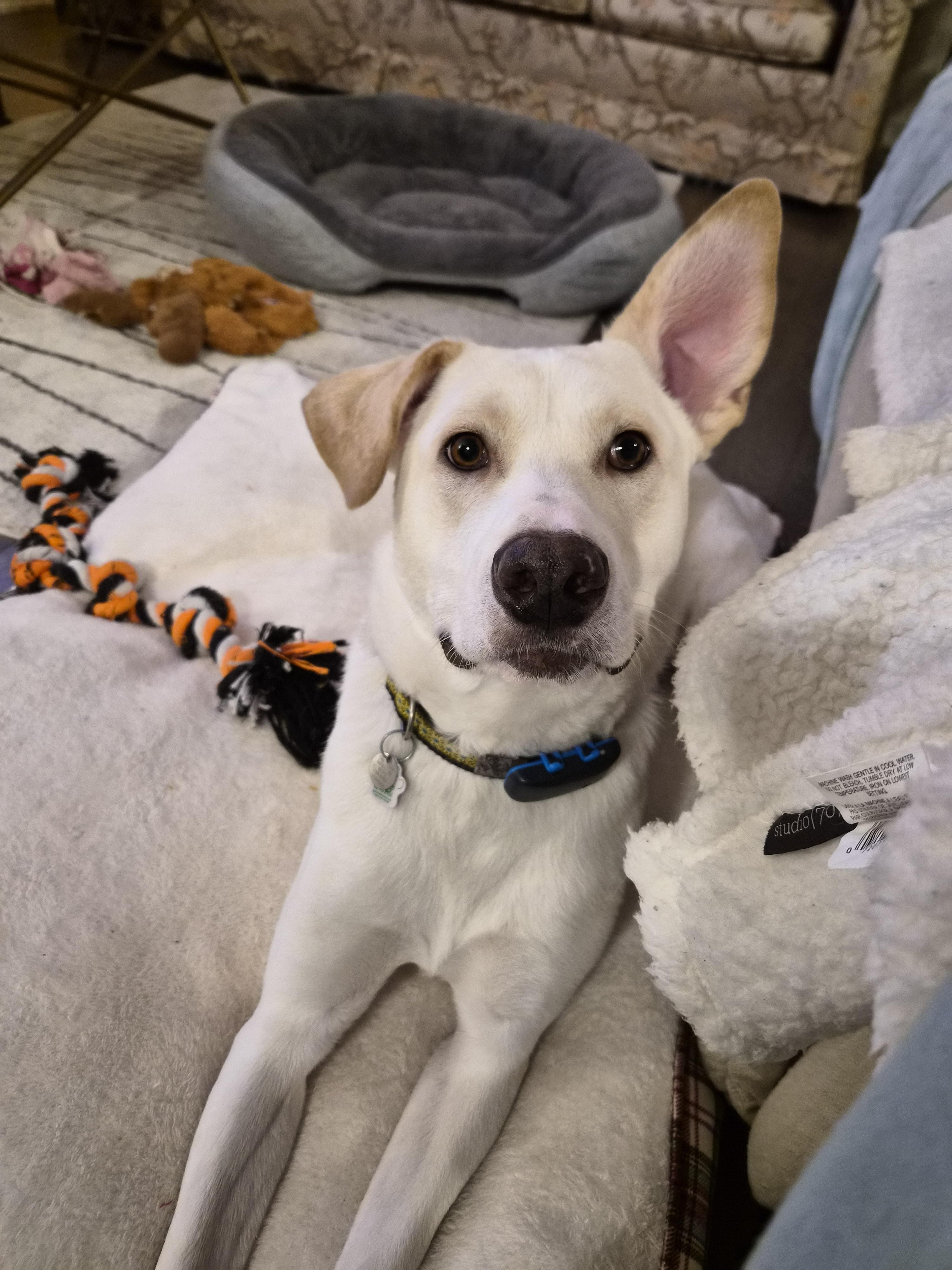 Enlarge Major, a Adoptable mixed breed in London, ON image 4/6