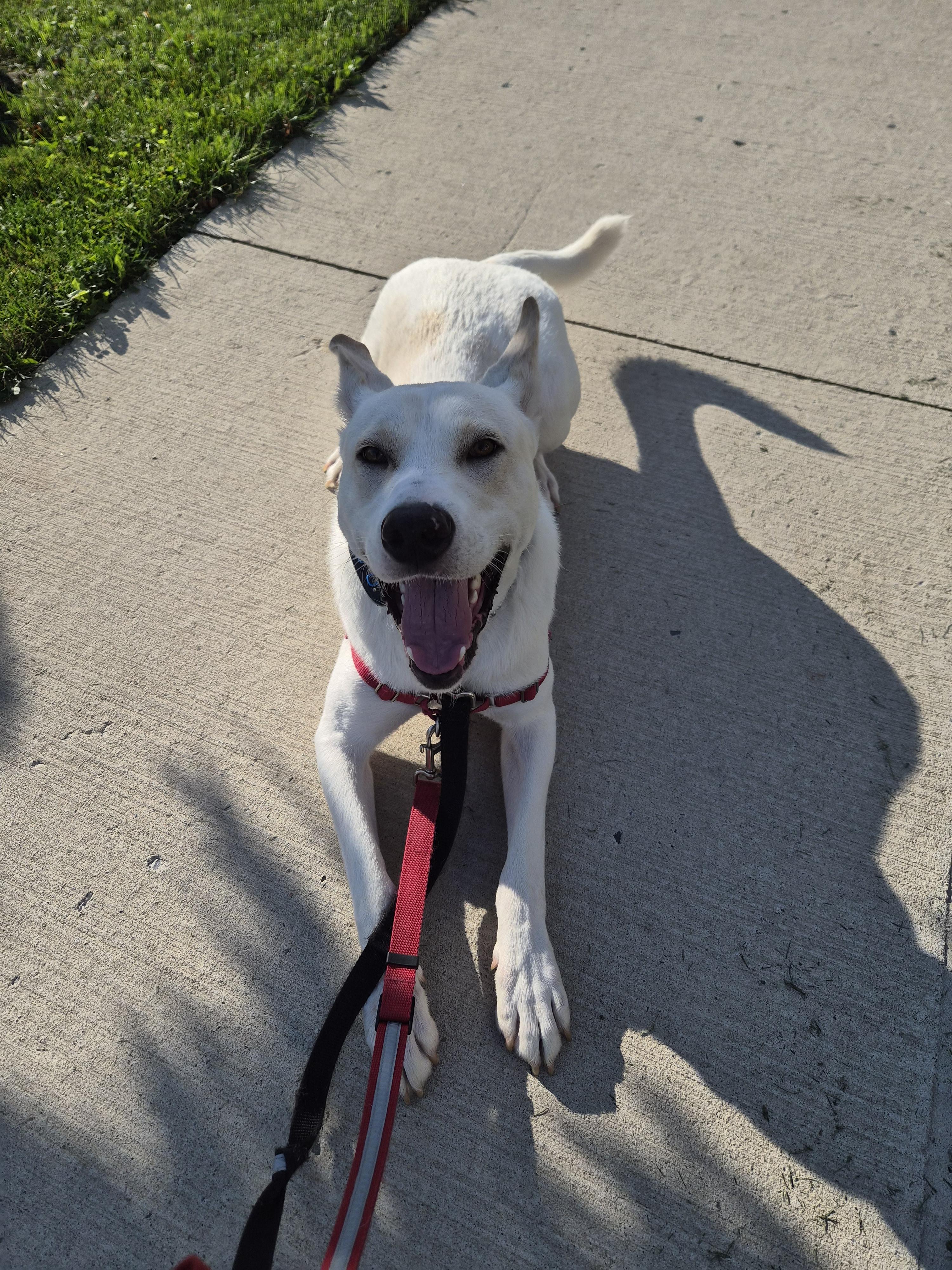 Enlarge Major, a Adoptable mixed breed in London, ON image 5/6