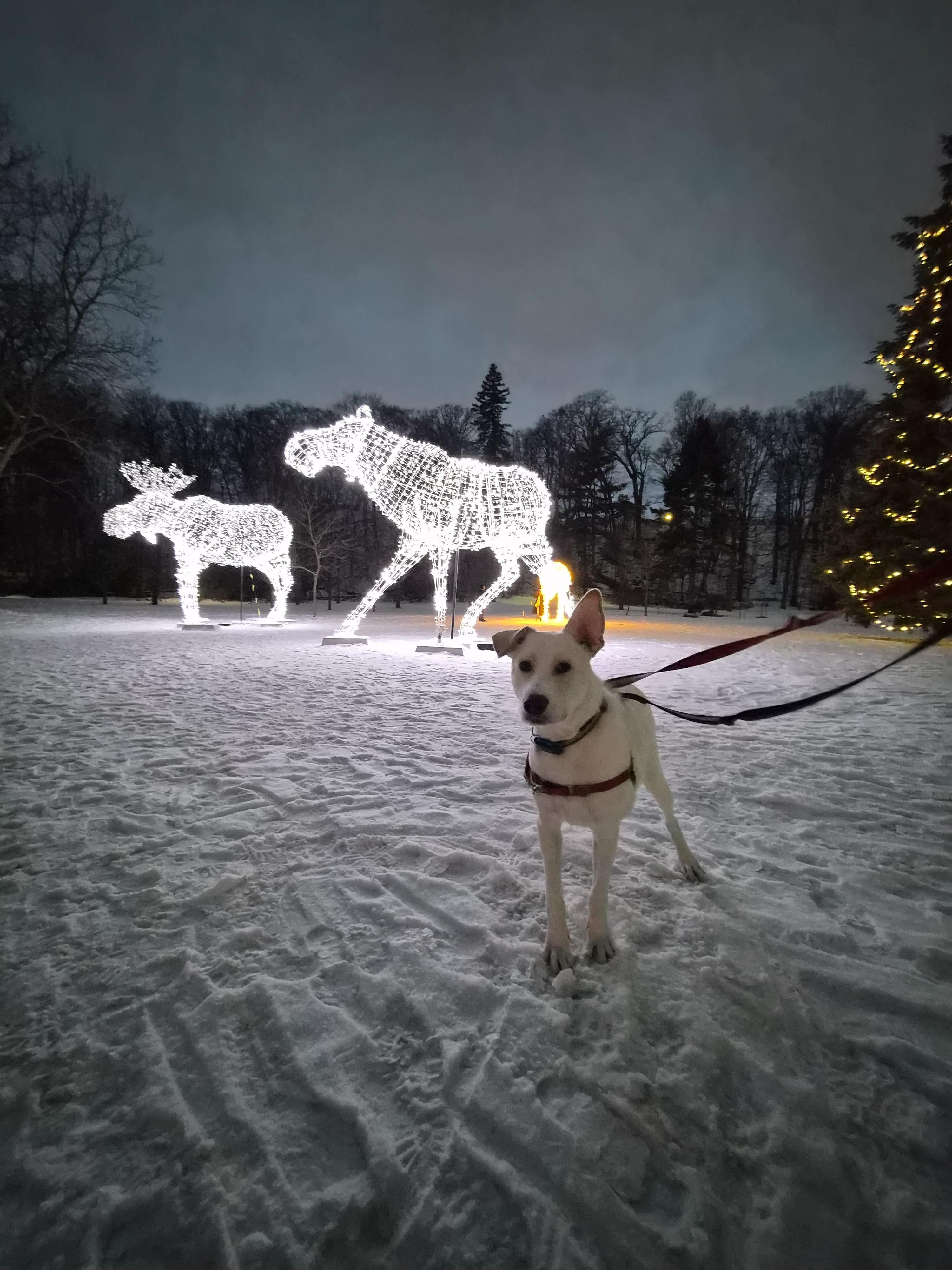 Enlarge Major, a Adoptable mixed breed in London, ON image 6/6