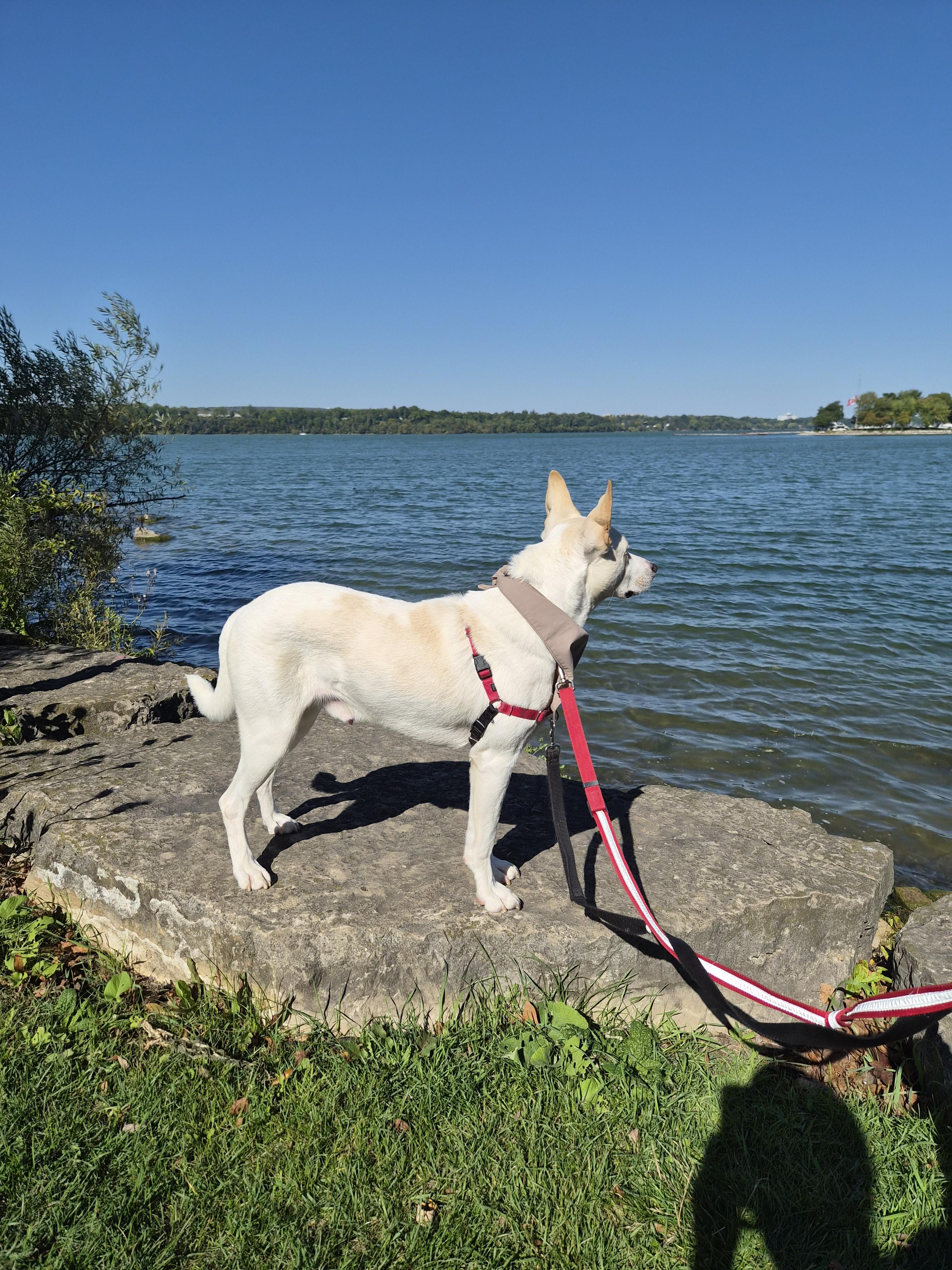 Enlarge Major, a Adoptable mixed breed in London, ON image 6/6