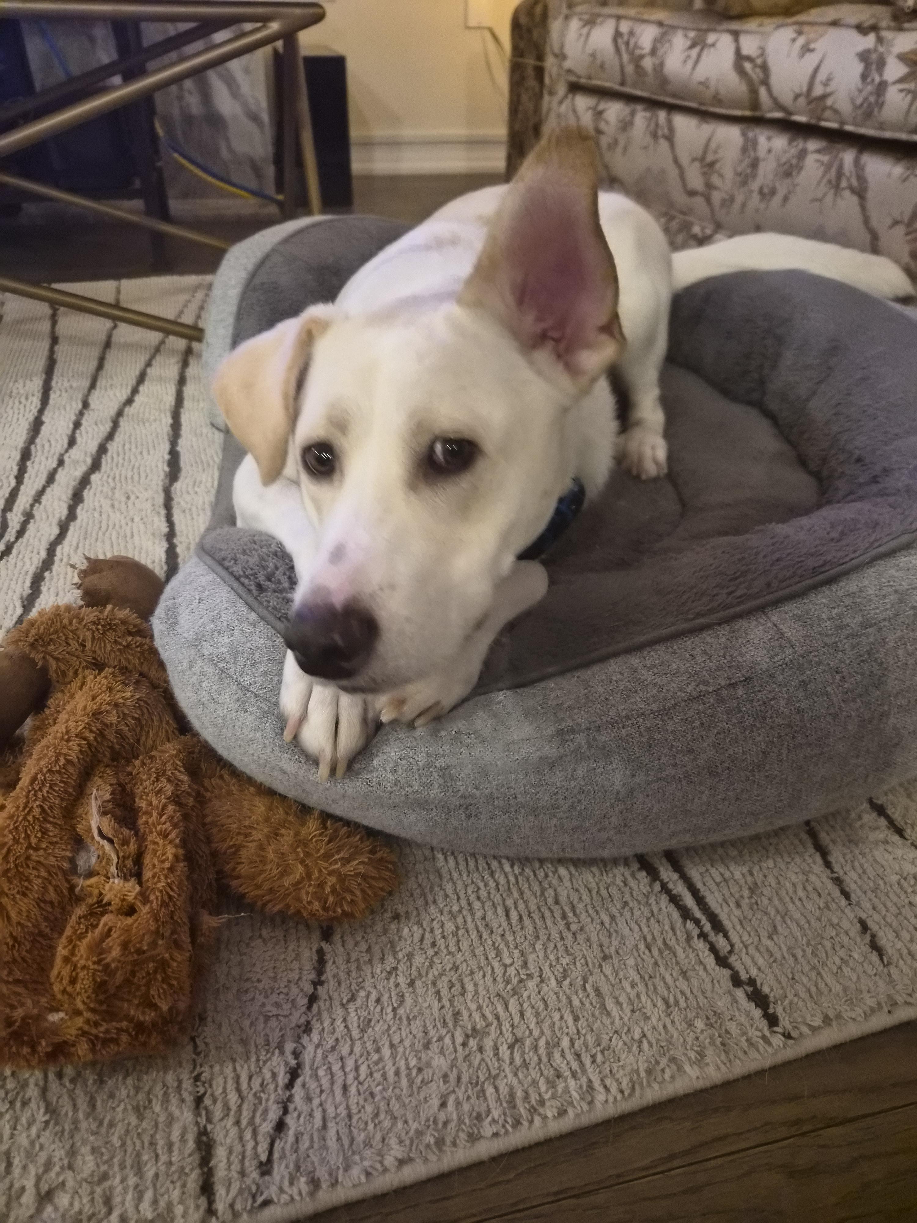 Enlarge Major, a Adoptable mixed breed in London, ON image 2/6