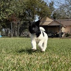 Arthur — thumbnail 3